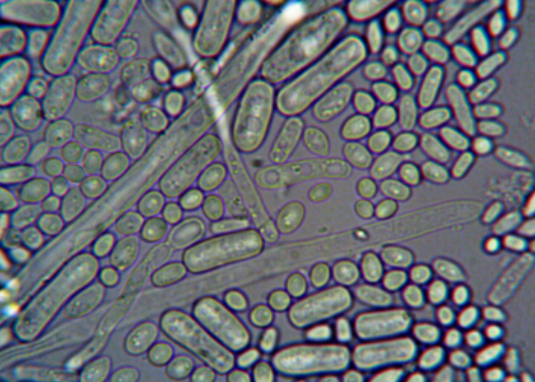 Physiological and evolutionary responses to environmental stress: from microbiome-mediated adaptation to host defence.